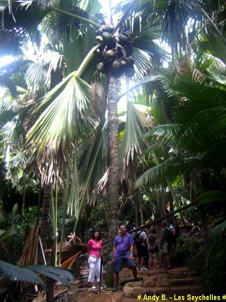 Vallee de Mai (7).JPG